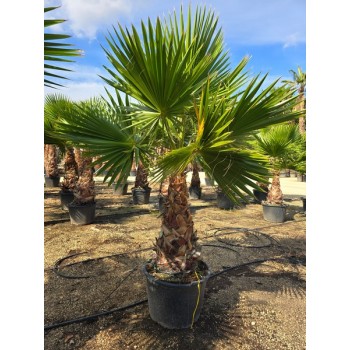 Washingtonia robusta tronco 80/100 CT -5º/-8º